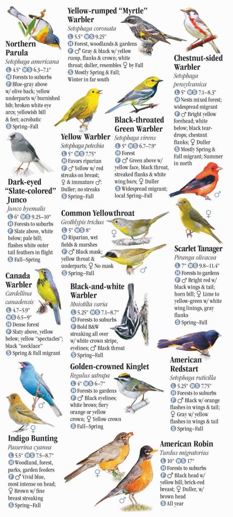 Red, Orange, and Yellow Birds of Indiana: A Comprehensive Guide