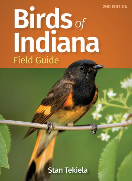 Red, Orange, and Yellow Birds of Indiana: A Comprehensive Guide