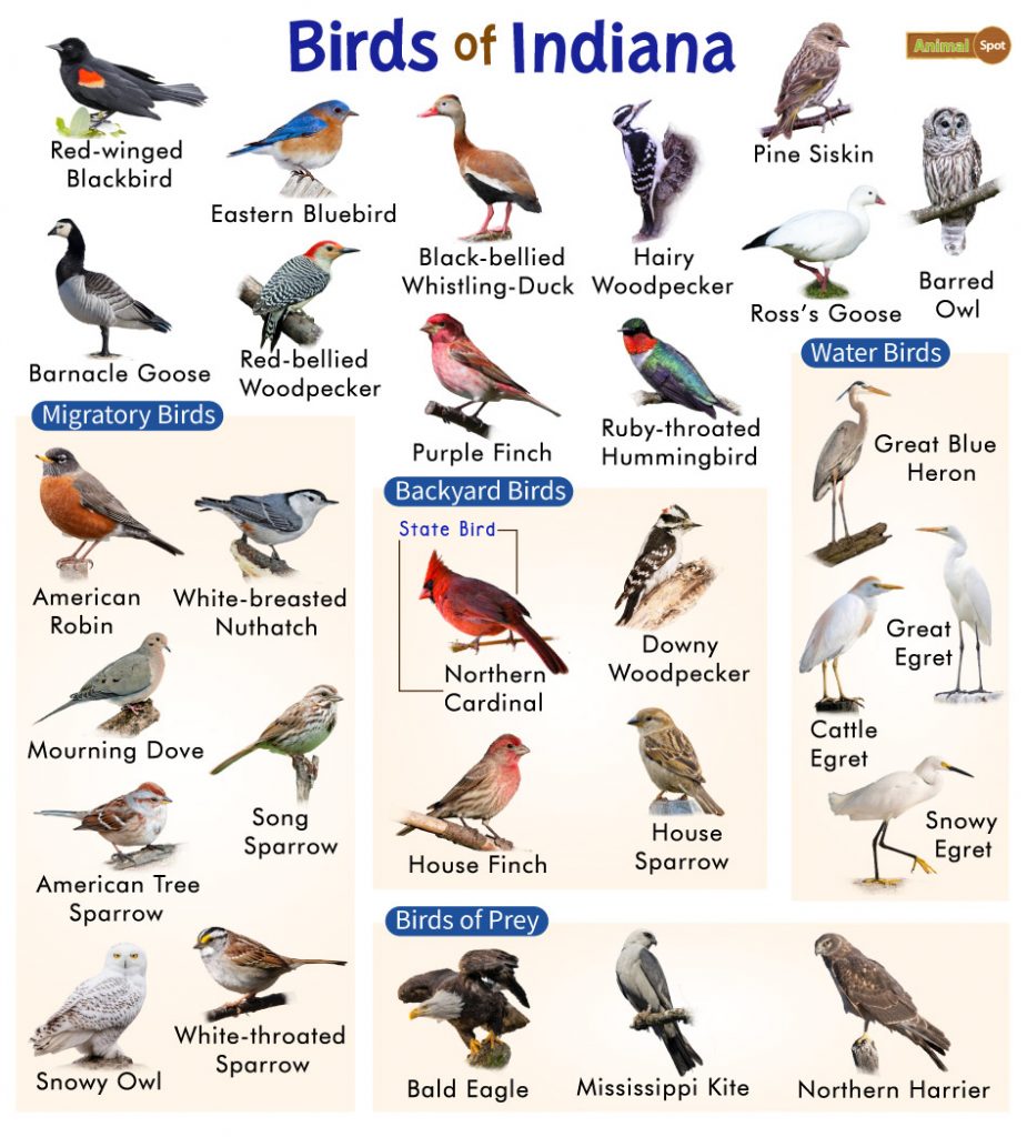 Red, Orange, and Yellow Birds of Indiana: A Comprehensive Guide