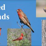 Red, Orange, and Yellow Birds of Massachusetts