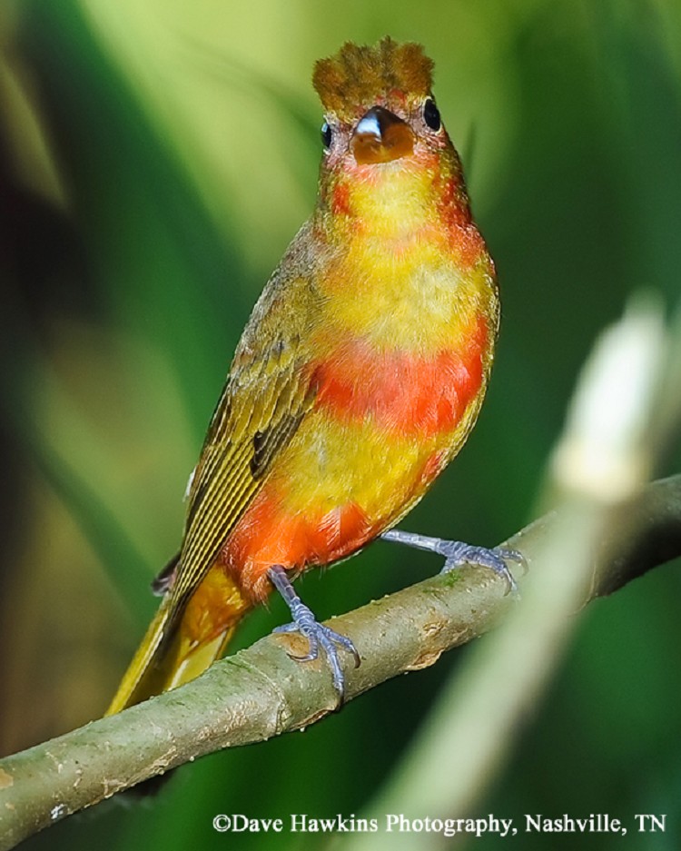 Red, Orange, and Yellow Birds of Tennessee: A Complete Guide
