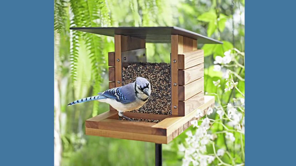 Setting up a Bird Feeder in Six Easy Steps