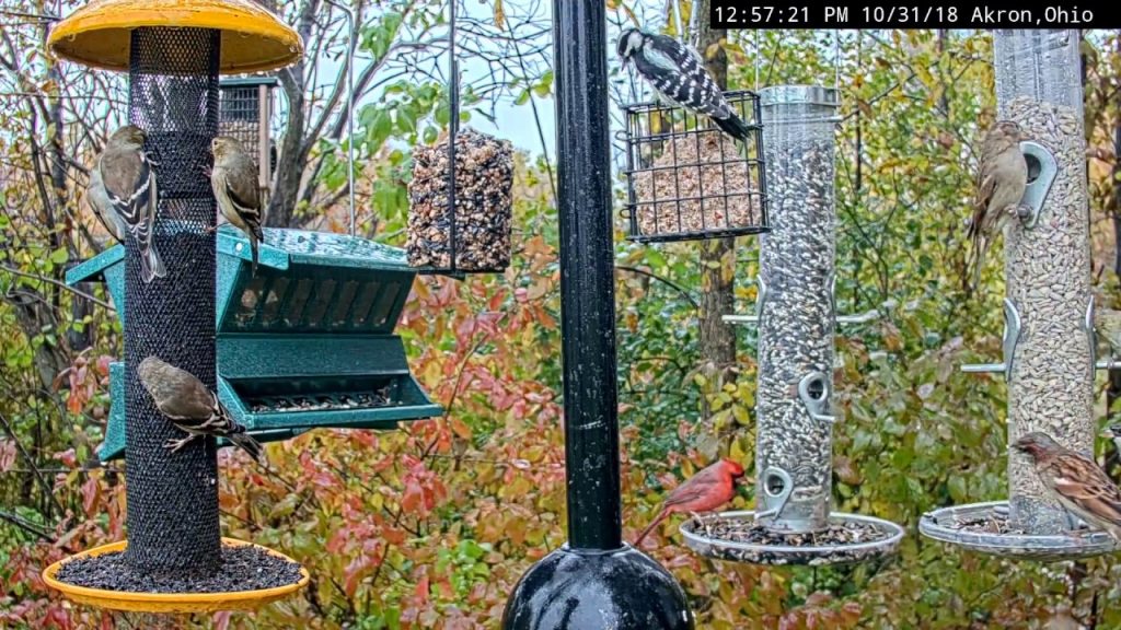 Setting up a Bird Feeder in Six Easy Steps
