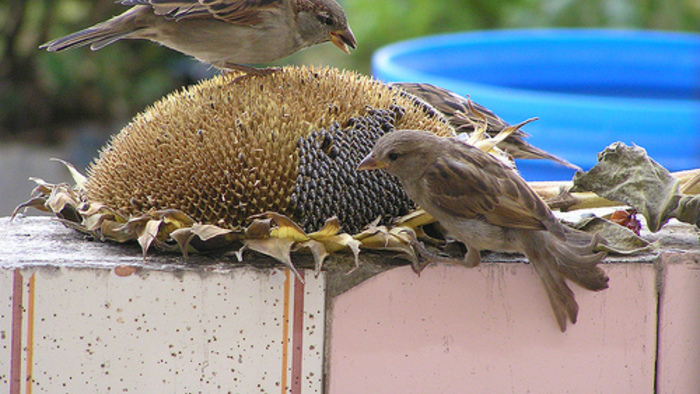 Sunflower seeds attract a variety of backyard birds