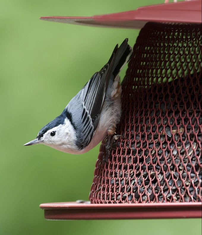 Sunflower seeds attract a variety of backyard birds