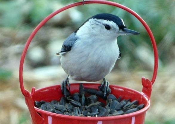 Sunflower seeds attract a variety of backyard birds