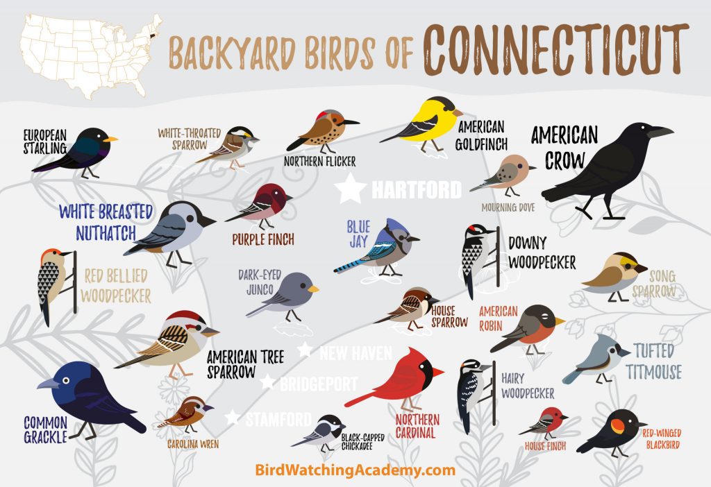 The Most Common Backyard Birds in Connecticut