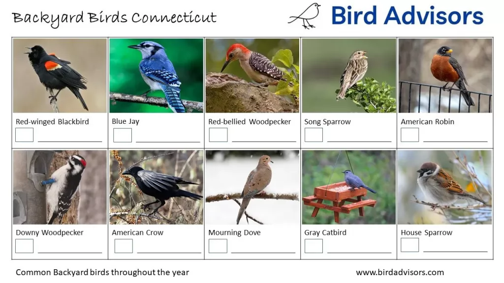 The Most Common Backyard Birds in Connecticut