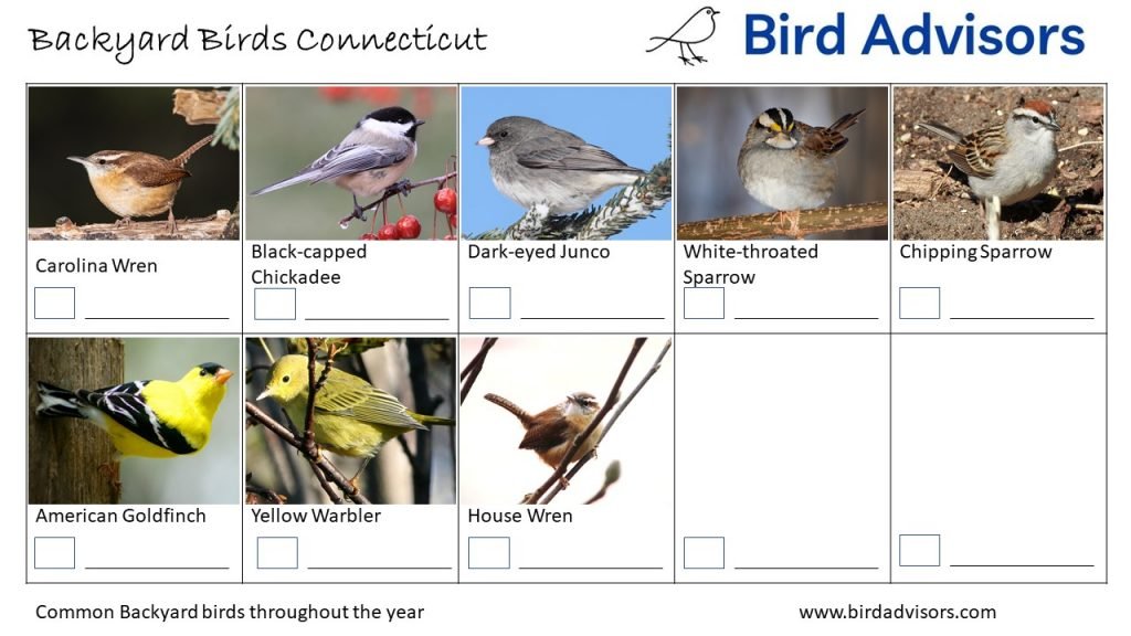 The Most Common Backyard Birds in Connecticut