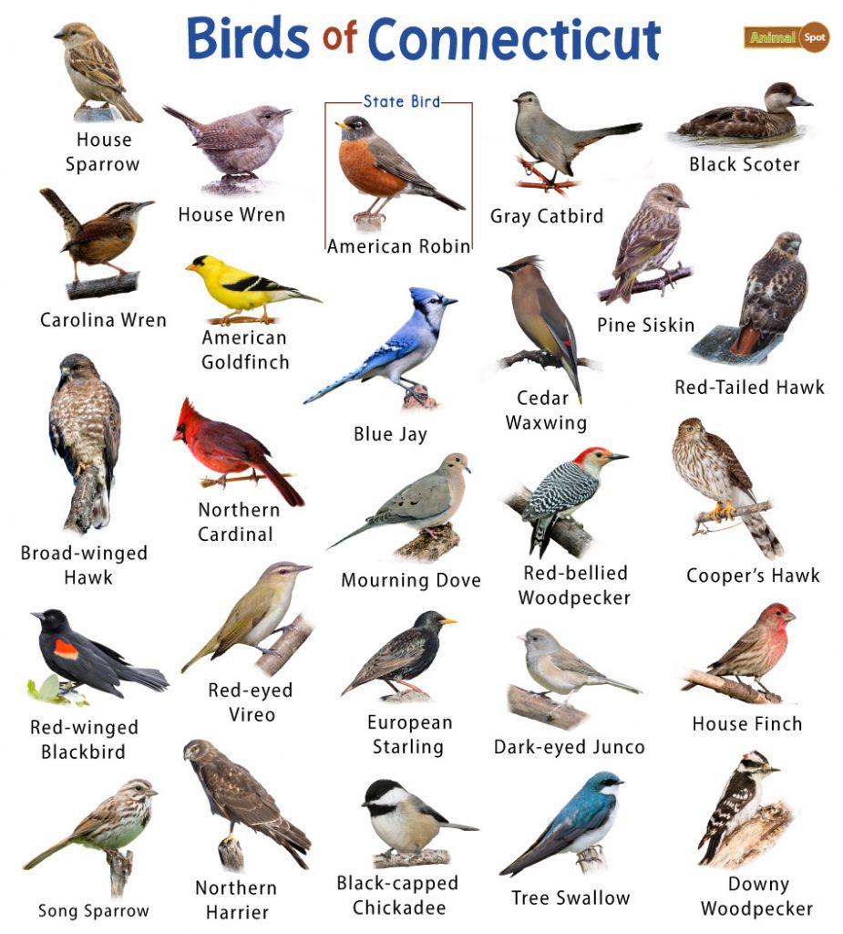 The Most Common Backyard Birds in Connecticut