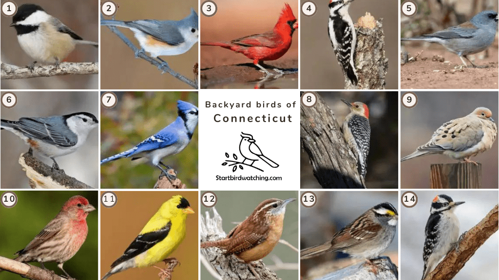 The Most Common Backyard Birds in Connecticut