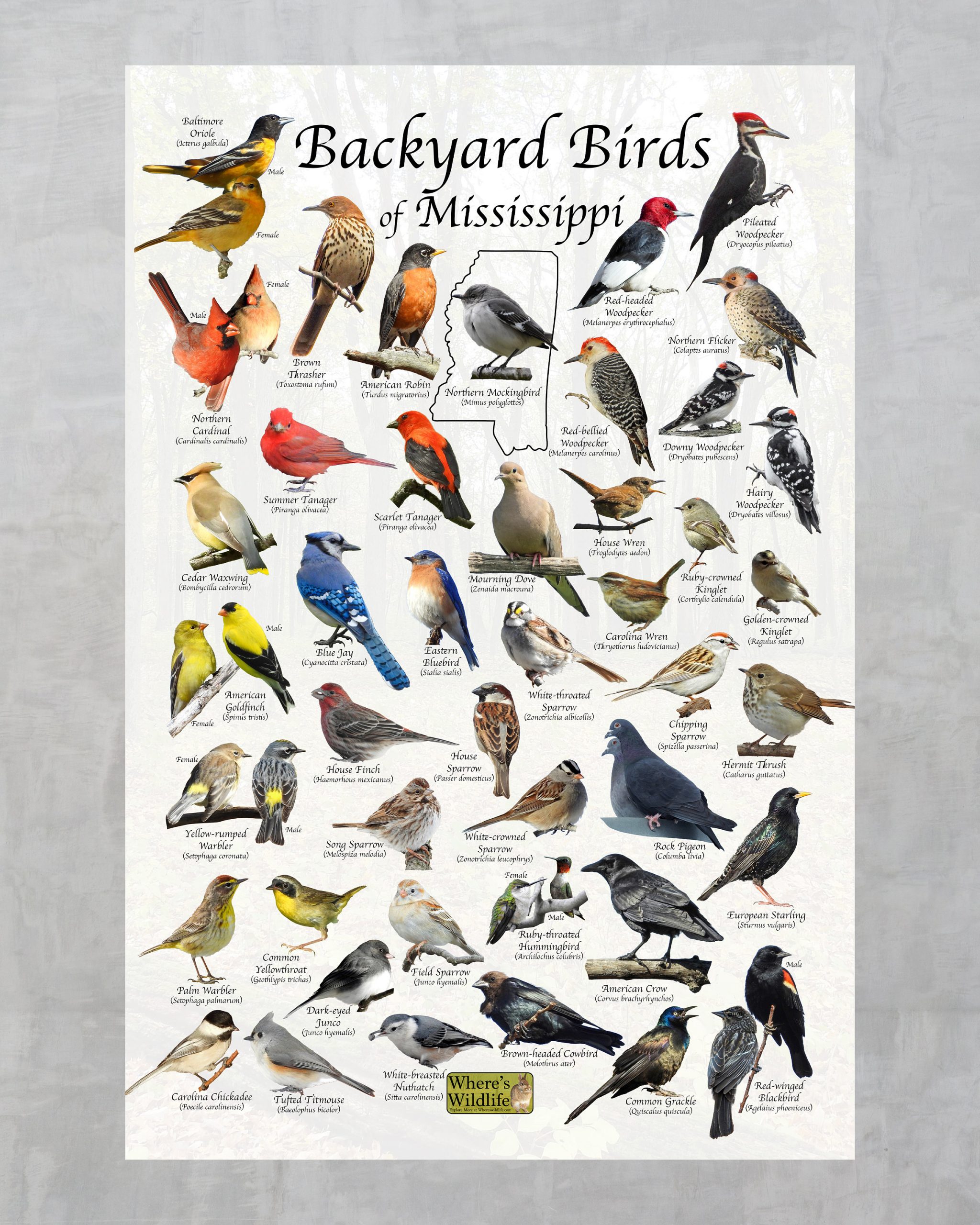 The Most Common Backyard Birds in Mississippi Sigloxxi