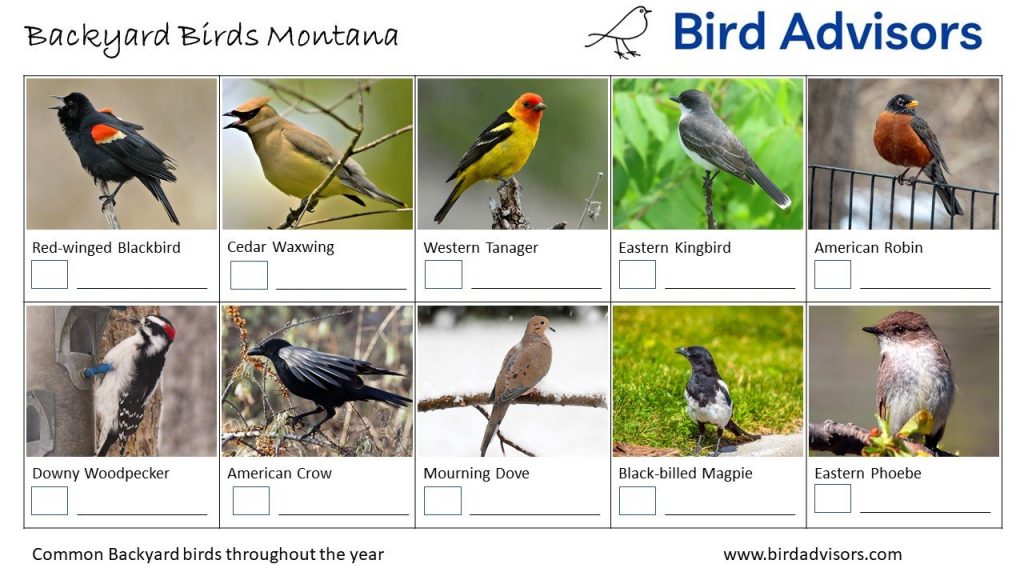 The Most Common Backyard Birds in Montana