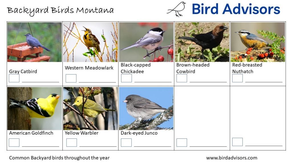 The Most Common Backyard Birds in Montana