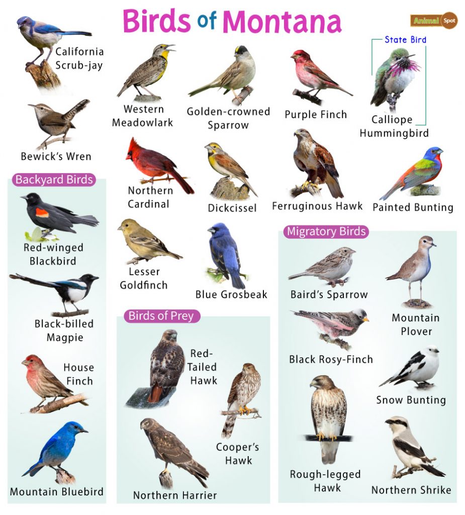 The Most Common Backyard Birds in Montana