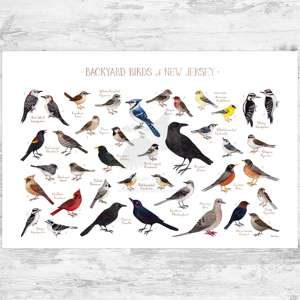 The Most Common Backyard Birds in New Jersey