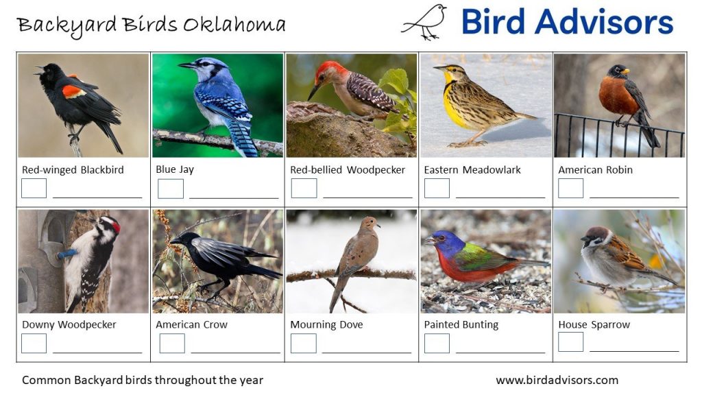 The Most Common Backyard Birds in Oklahoma: A Comprehensive Guide