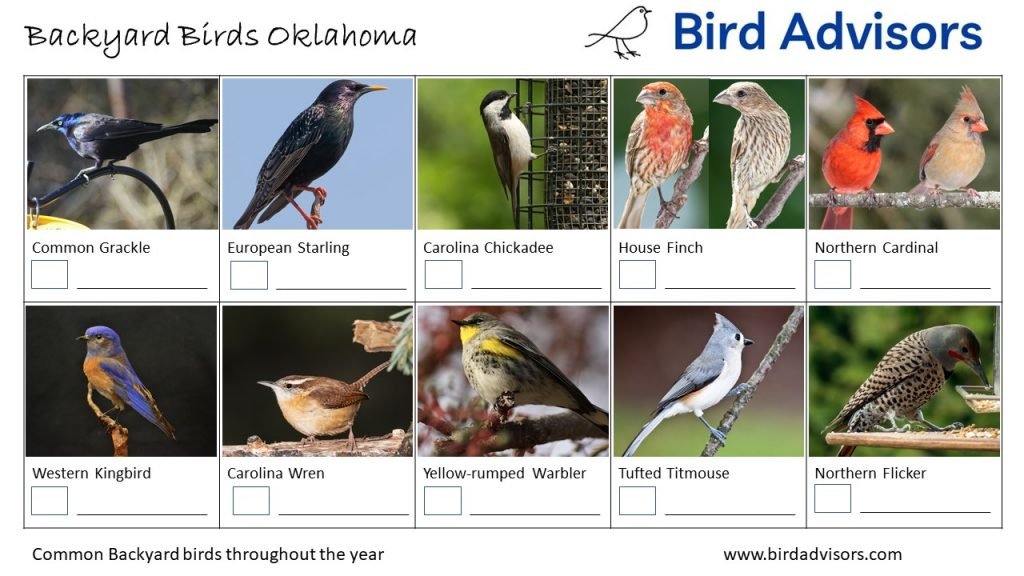 The Most Common Backyard Birds in Oklahoma: A Comprehensive Guide