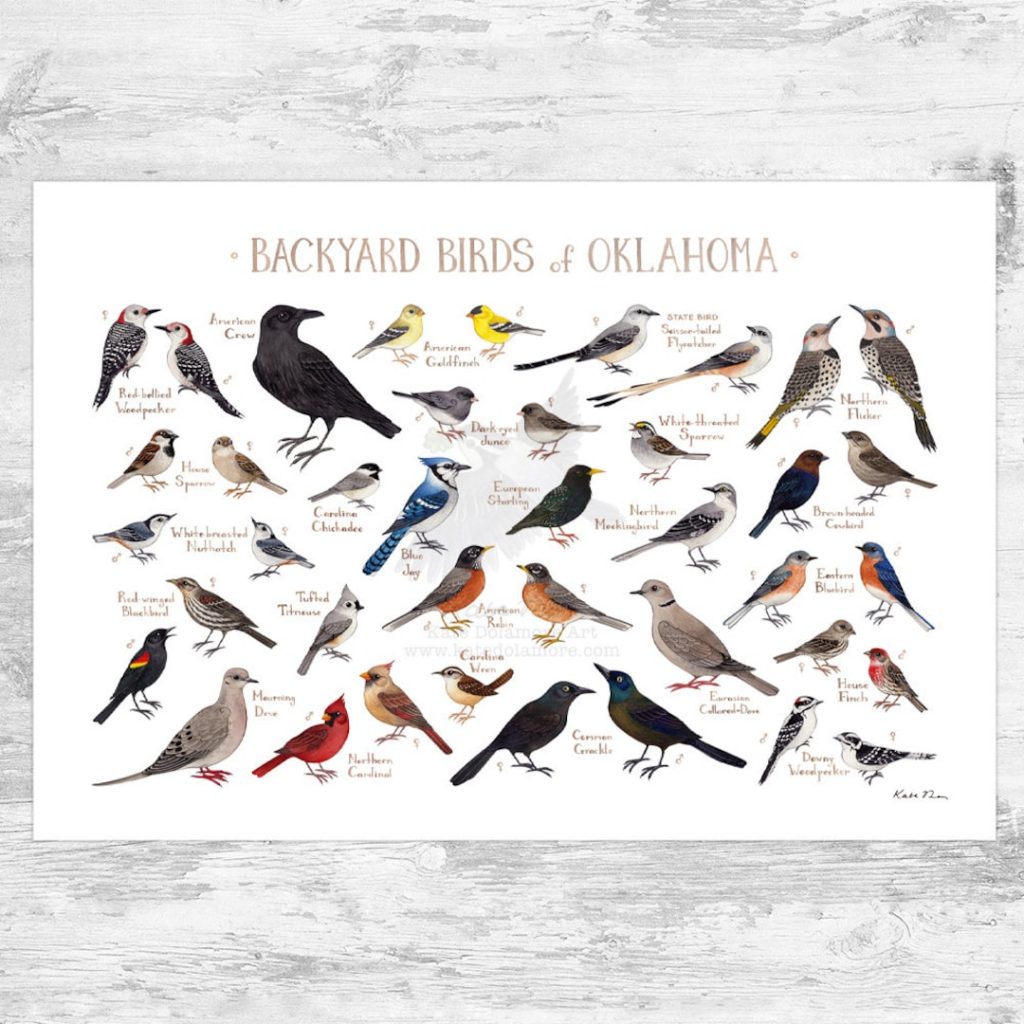 The Most Common Backyard Birds in Oklahoma: A Comprehensive Guide