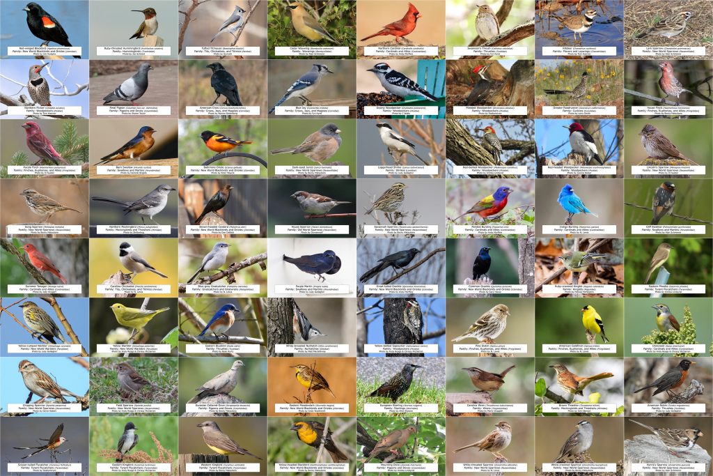 The Most Common Backyard Birds in Oklahoma: A Comprehensive Guide