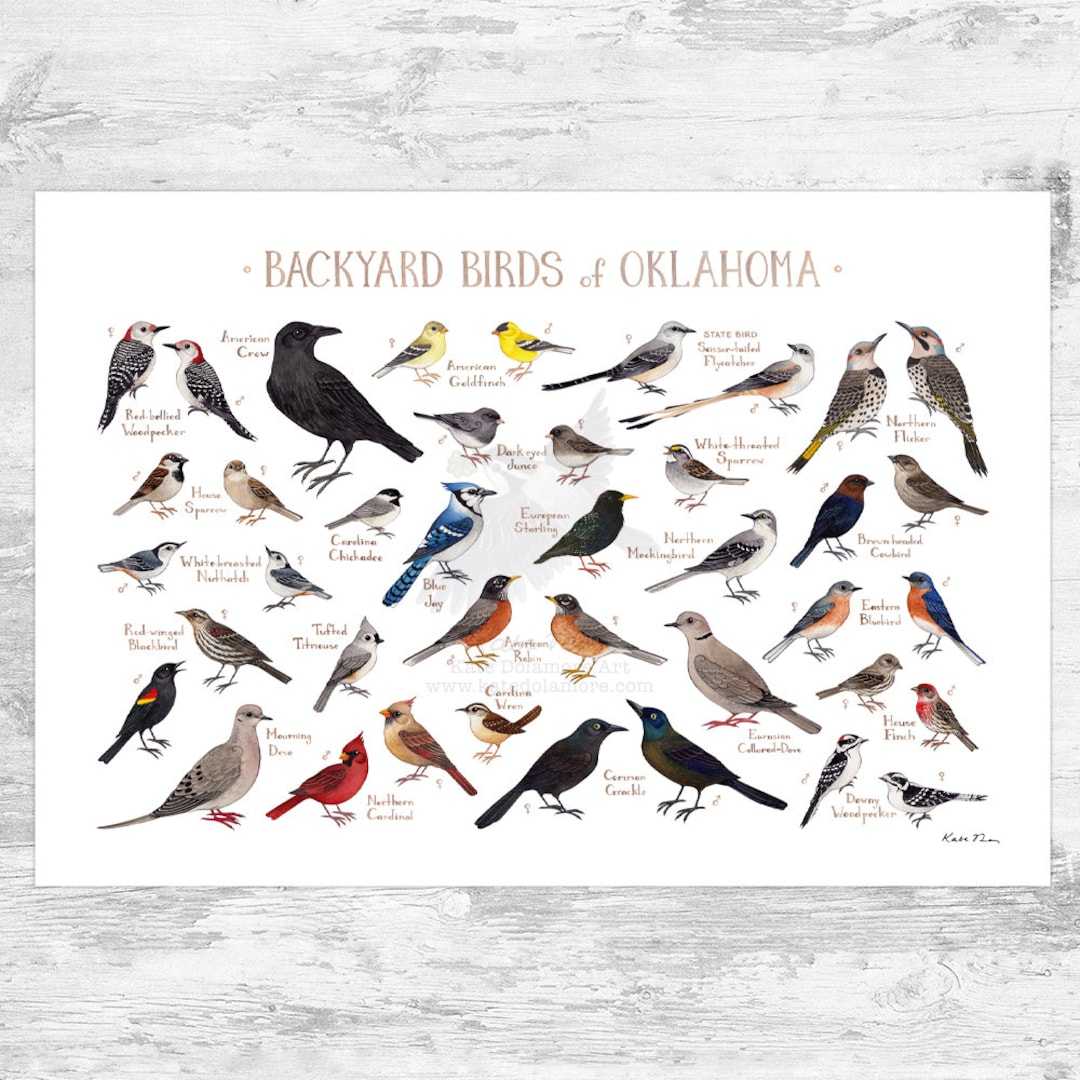 The Most Common Backyard Birds in Oklahoma A Comprehensive Guide