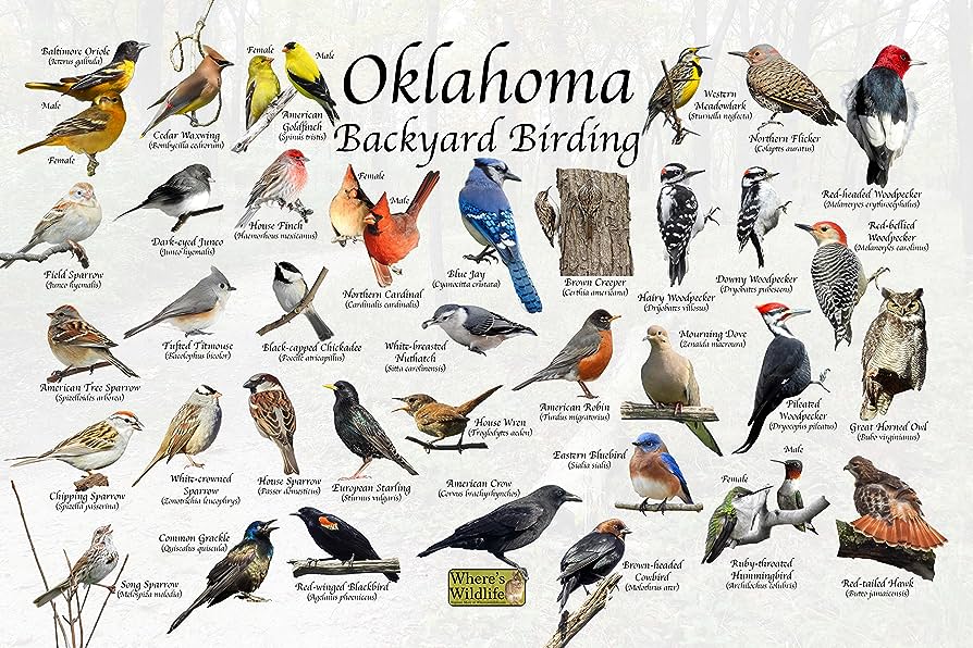 The Most Common Backyard Birds in Oklahoma: A Comprehensive Guide