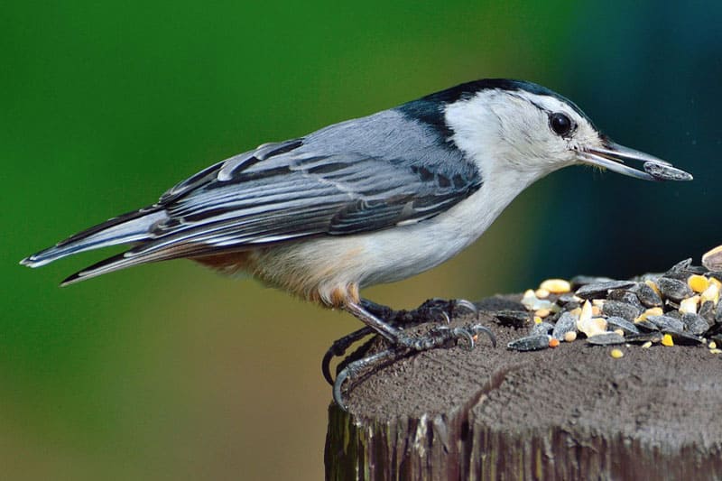 The Most Common Backyard Birds in Rhode Island