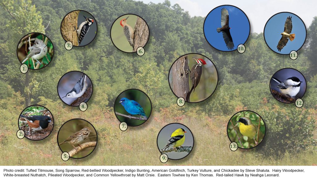 The Most Common Backyard Birds in West Virginia