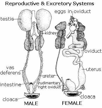 The Role of the Cloaca in Avian Reproduction