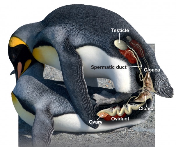 The Role of the Cloaca in Avian Reproduction