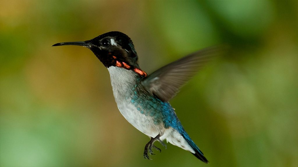 The Worlds Smallest Birds: Hummingbirds and Their Tiny Nests