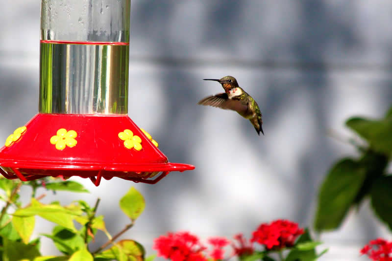 Why are hummingbird feeders red?